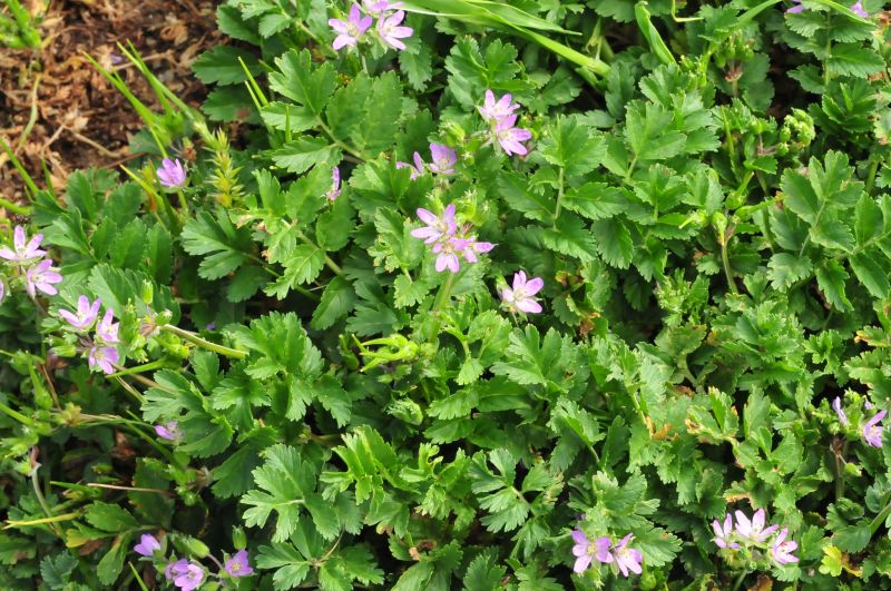 Erodium moschatum / Becco di gr aromatico